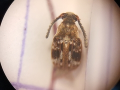 Bruchidius bimaculatus