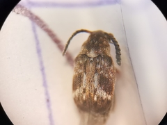 Bruchidius bimaculatus