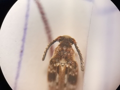 Bruchidius bimaculatus