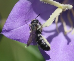 Chelostoma rapunculi