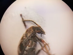 Bruchidius bimaculatus