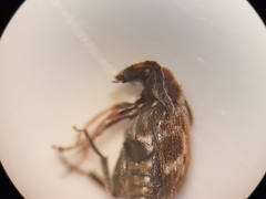 Bruchidius bimaculatus