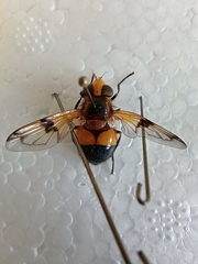 Volucella inflata