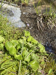 Parnassia asarifolia