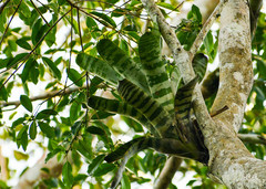 Aechmea zebrina
