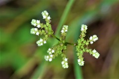 Mitreola