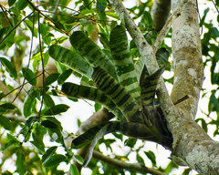 Aechmea zebrina