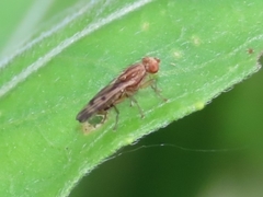 Opomyza petrei