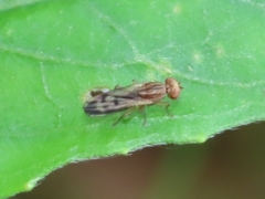 Opomyza petrei