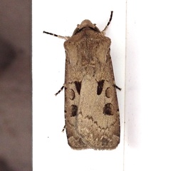 Agrotis exclamationis