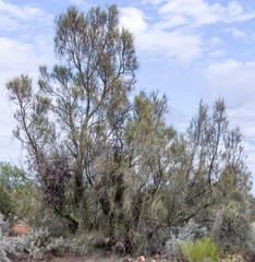 Casuarina pauper
