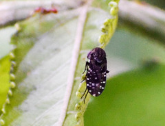 Curtonotum trypetipenne