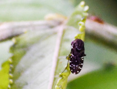 Curtonotum trypetipenne