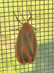 Hypoprepia miniata