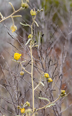 Sida calyxhymenia