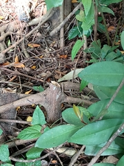 Aristolochia acuminata