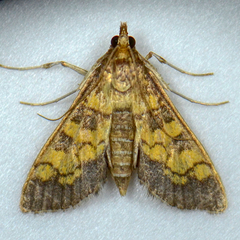Diacme elealis