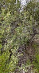 Acacia colletioides