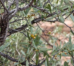 Santalum spicatum