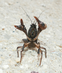 Creaserinus hedgpethi