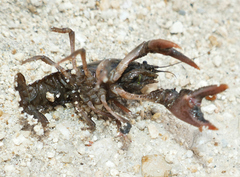 Creaserinus hedgpethi