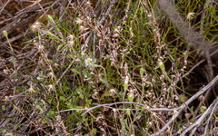 Vittadinia dissecta hirta