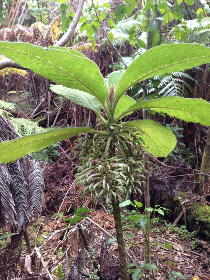 Cyanea pilosa