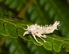 Akanthomyces tuberculatus