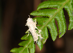 Akanthomyces tuberculatus