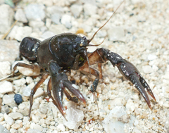 Creaserinus hedgpethi