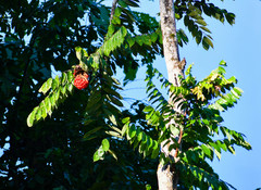 Brownea grandiceps