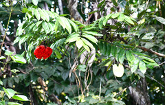 Brownea grandiceps