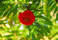 Brownea grandiceps