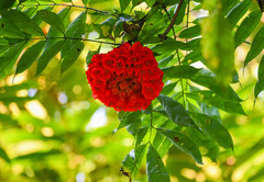 Brownea grandiceps