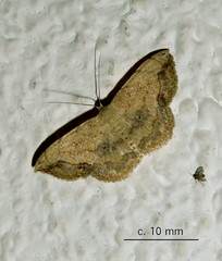 Scopula pulchellata