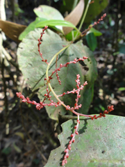 Charpentiera obovata