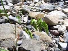 Bromus briziformis