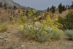 Eriogonum nudum westonii