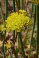 Eriogonum nudum westonii