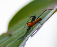 Tapinillus