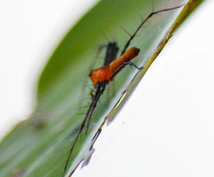 Tapinillus
