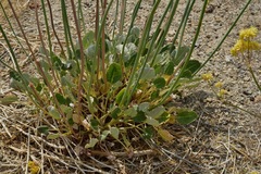 Eriogonum nudum westonii