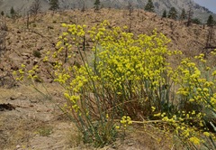 Eriogonum nudum westonii