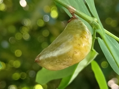 Polyura hebe plautus