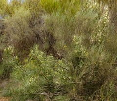 Hakea recurva recurva