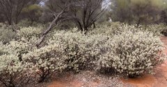 Eremophila glandulifera