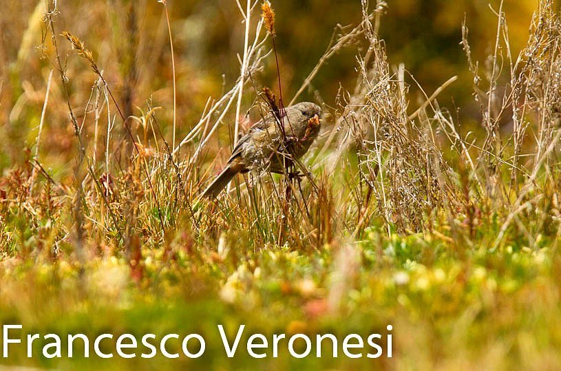 Paramo Seedeater