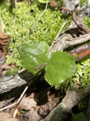 Neottia smallii
