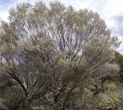 Acacia aneura