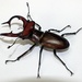 Stag Beetles - Photo (c) Lori Owenby, some rights reserved (CC BY-NC), uploaded by Lori Owenby